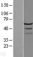 LSM14A Human Over-expression Lysates NM_015578