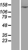 ls026074 c20orf26 cfap61 human over expression lysates nm 015585 wb testing 1