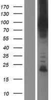 ls026088 gga1 human over expression lysates nm 013365 wb testing 4