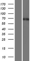 ls026092 tor1aip1 human over expression lysates nm 015602 wb testing 1
