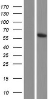 ls026094 wdr21a dcaf4 human over expression lysates nm 001163508 wb testing 4