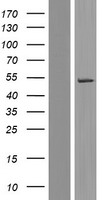 ls026094 wdr21a dcaf4 human over expression lysates nm 001163509 wb testing 5