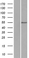 ls026094 wdr21a dcaf4 human over expression lysates nm 015604 wb testing 1