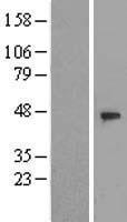 ls026094 wdr21a dcaf4 human over expression lysates nm 181340 wb testing 2