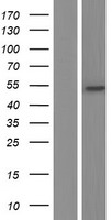 ls026094 wdr21a dcaf4 human over expression lysates nm 181341 wb testing 3