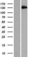 C10orf137 (EDRF1) Human Over-expression Lysates NM_015608
