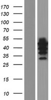 ls026100 wipi2 human over expression lysates nm 001033520 wb testing 3