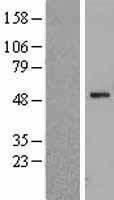 WSB1 Human Over-expression Lysates NM_015626