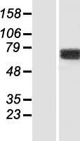 KIAA1279 (KIF1BP) Human Over-expression Lysates NM_015634