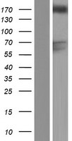 ls026130 gapex 5 gapvd1 human over expression lysates nm 015635 wb testing 1