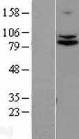 ls026133 trpc4ap human over expression lysates nm 015638 wb testing 1