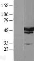 ls026135 serbp1 human over expression lysates nm 015640 wb testing 3