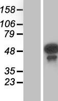 Testin (TES) Human Over-expression Lysates NM_015641