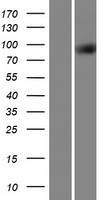 ls026140 ttll3 human over expression lysates nm 001025930 wb testing 1