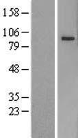 ls026167 pcdhb5 human over expression lysates nm 015669 wb testing 1