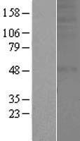 OR1A2 Human Over-expression Lysates NM_012352