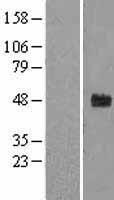 FBXW2 Human Over-expression Lysates NM_012164