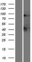PTPN22 Human Over-expression Lysates NM_015967