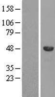 SPAG8 Human Over-expression Lysates NM_172312