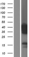 PITPNC1 Human Over-expression Lysates NM_012417