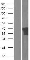 PITPNC1 Human Over-expression Lysates NM_181671