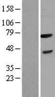 FBXL3 Human Over-expression Lysates NM_012158
