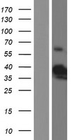 ls026229 b3gat3 human over expression lysates nm 012200 wb testing 1