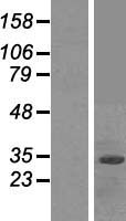 ls026232 fbxo2 human over expression lysates nm 012168 wb testing 1
