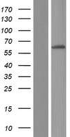 ls026233 fbxl6 human over expression lysates nm 012162 wb testing 1