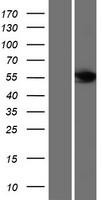 ls026233 fbxl6 human over expression lysates nm 024555 wb testing 2