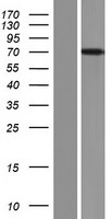 ls026235 fbxl4 human over expression lysates nm 012160 wb testing 1