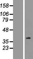 ls026246 or2l2 human over expression lysates nm 001004686 wb testing 1