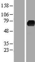 KLHL3 Human Over-expression Lysates NM_017415