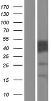 ls026256 cabyr human over expression lysates nm 153769 wb testing 5