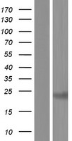 ls026256 cabyr human over expression lysates nm 153770 wb testing 4