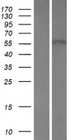 ls026259 fbxw8 human over expression lysates nm 012174 wb testing 2