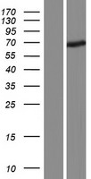 FBXO24 Human Over-expression Lysates NM_033506