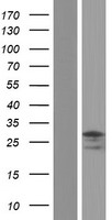 TSPAN17 Human Over-expression Lysates NM_001006616