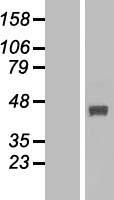 ls026263 fbxo22 human over expression lysates nm 147188 wb testing 1