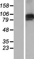 ls026267 fbxo10 human over expression lysates nm 012166 wb testing 1
