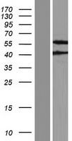 FBXO9 Human Over-expression Lysates NM_012347