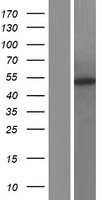 FBXO9 Human Over-expression Lysates NM_033480