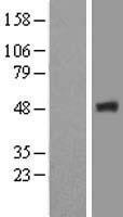 FBXO9 Human Over-expression Lysates NM_033481
