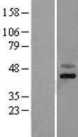 FBXO4 Human Over-expression Lysates NM_012176