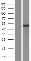 FBXO3 Human Over-expression Lysates NM_033406