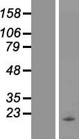 PLA2G2D Human Over-expression Lysates NM_012400