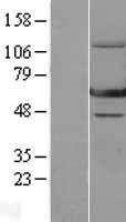 GTP binding protein era homolog (ERAL1) Human Over-expression Lysates NM_005702