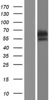 Adenylate kinase 5 (AK5) Human Over-expression Lysates NM_012093