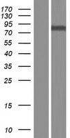 GALNT8 Human Over-expression Lysates NM_017417