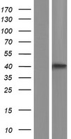 GBGT1 Human Over-expression Lysates NM_021996